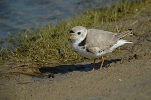 Plover, Piping, 2010-05109904 Cape May Point State Park, NJ